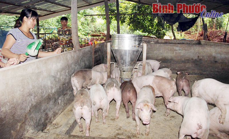 Lối thoát cho chăn nuôi nông hộ Lối thoát cho chăn nuôi nông hộ