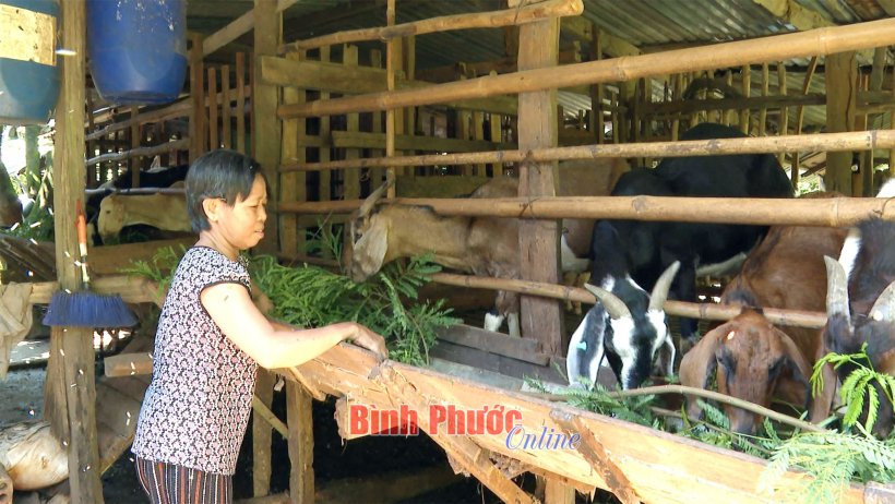 Chật vật nuôi dê mùa khô hạn