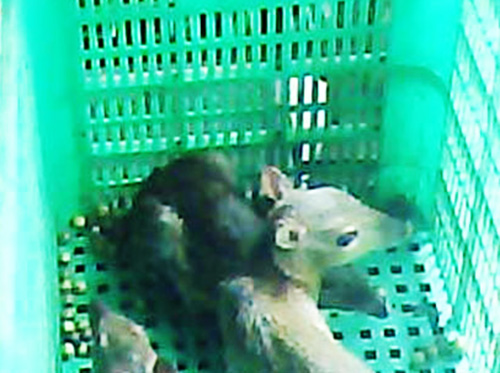 cheo.jpg