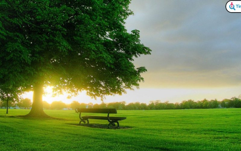 Chiếc điện thoại của mẹ Chiếc điện thoại của mẹ