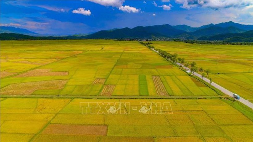 Chiêm ngưỡng cánh đồng lúa lớn nhất Tây Bắc