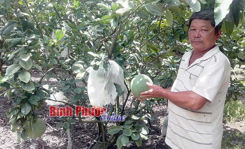 “Chiến thuật” của một lão nông “Chiến thuật” của một lão nông