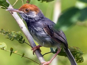 chimmaodo.jpg