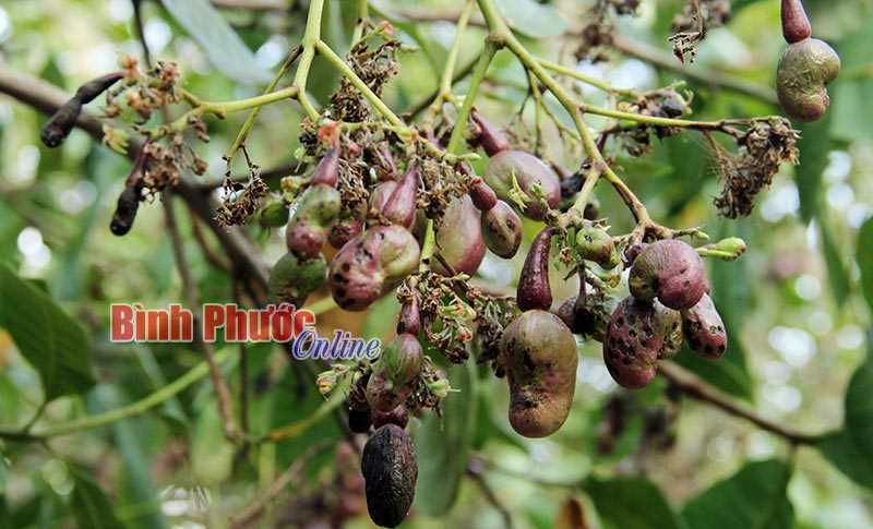 Chỉ tiêu nông - lâm nghiệp đạt thấp