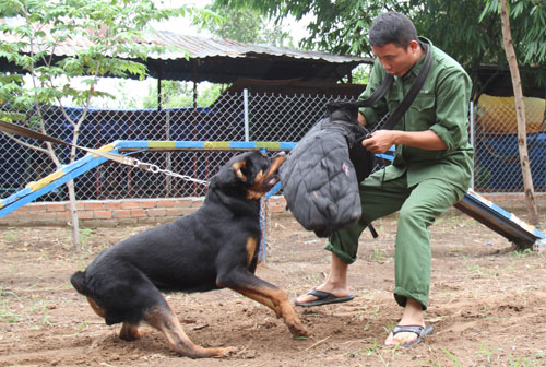 Nghề làm thân cho... chó cắn Nghề làm thân cho... chó cắn