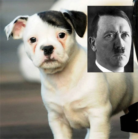 Ngộ nghĩnh chú chó có khuôn mặt giống... Hitler