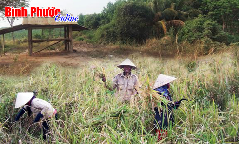 Chòi rẫy - Nơi bảo vệ thành quả lao động của đồng bào Xêtiêng Chòi rẫy - Nơi bảo vệ thành quả lao động của đồng bào Xêtiêng