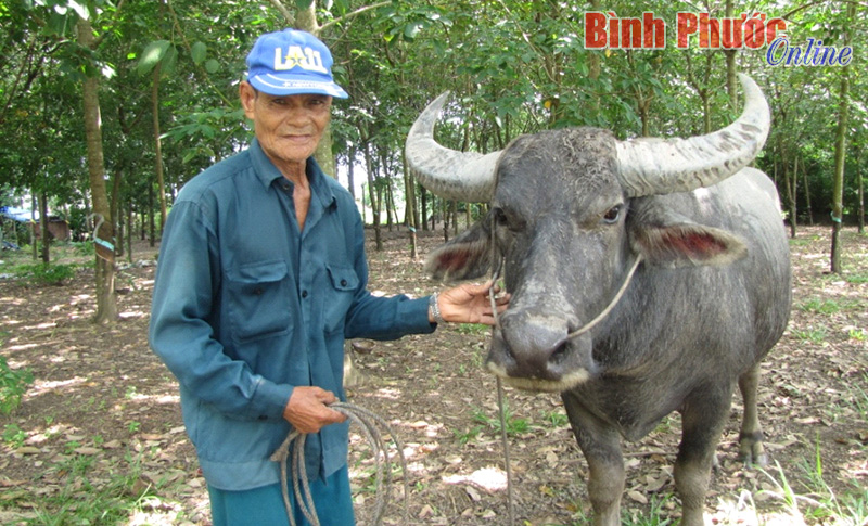 Hội chọi trâu huyện Hớn Quản đã sẵn sàng Hội chọi trâu huyện Hớn Quản đã sẵn sàng