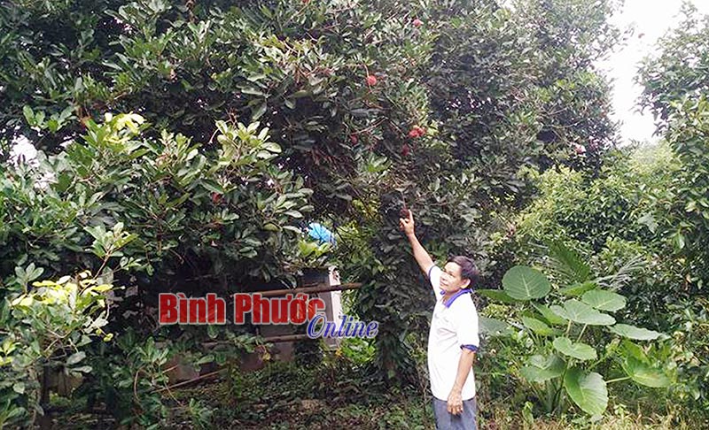 chomchom28092017103157.jpg