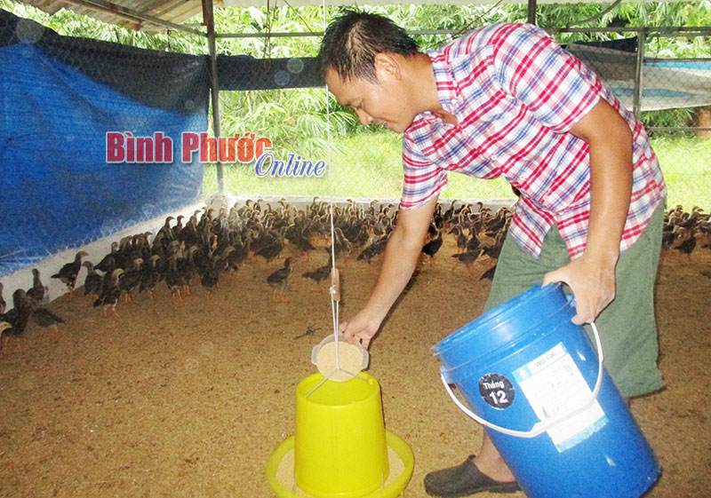 Chơn Thành: Người nuôi gà lao đao Chơn Thành: Người nuôi gà lao đao