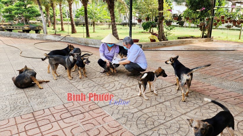 Chủ động phòng, chống bệnh dại
