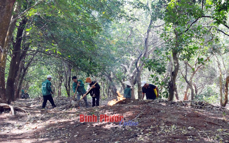 Chủ động phòng, chống cháy rừng