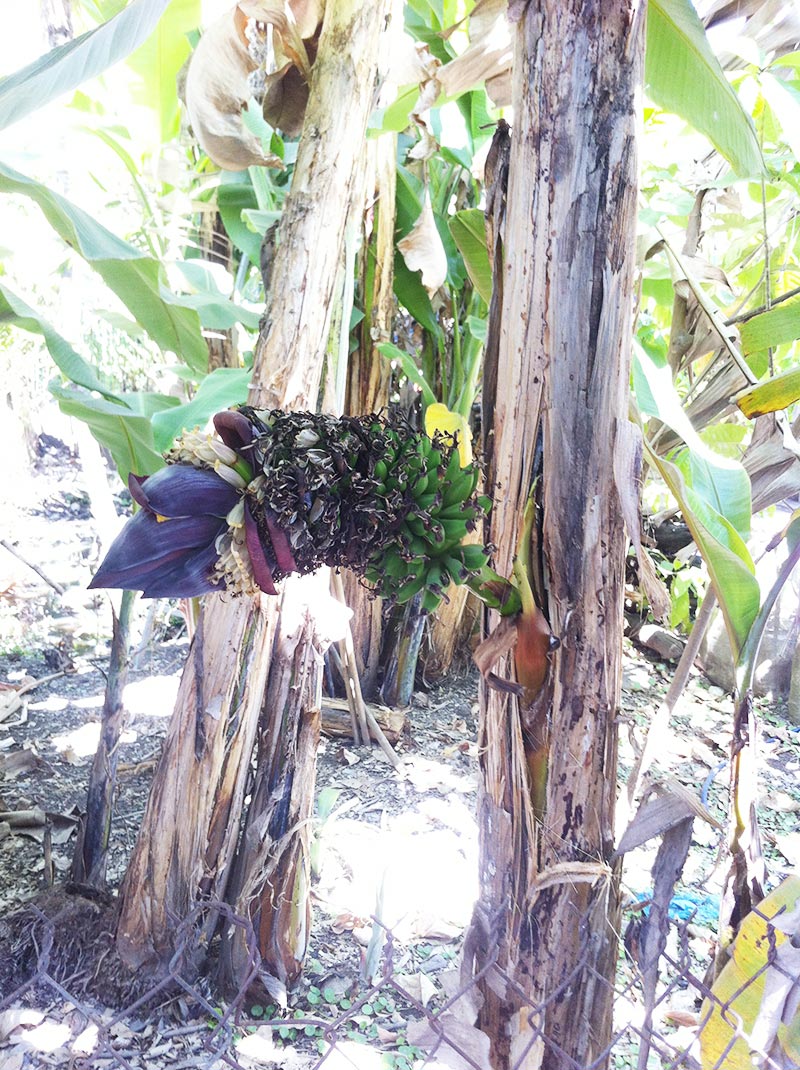 chuoi-co-canh.jpg