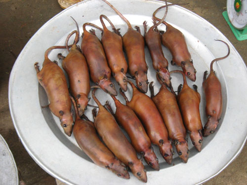 Sôi động chợ đặc sản chuột đồng "độc nhất vô nhị" ở miền Bắc Sôi động chợ đặc sản chuột đồng "độc nhất vô nhị" ở miền Bắc