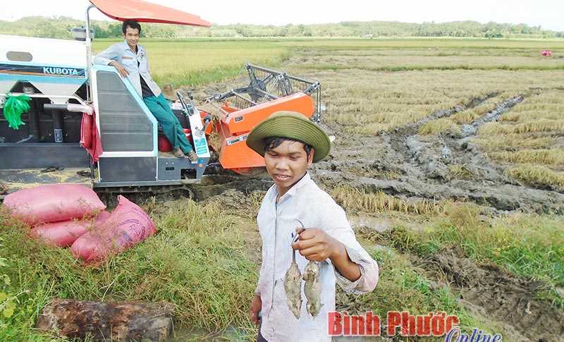 Chuột tấn công lúa hè thu ở Lộc Khánh Chuột tấn công lúa hè thu ở Lộc Khánh