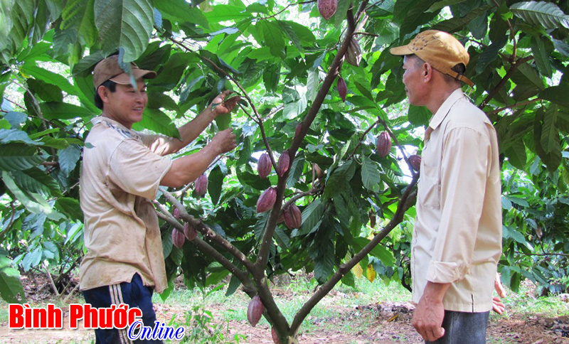cohoidephatriencacao.jpg