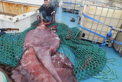 Mực khổng lồ nặng 350 kg Mực khổng lồ nặng 350 kg
