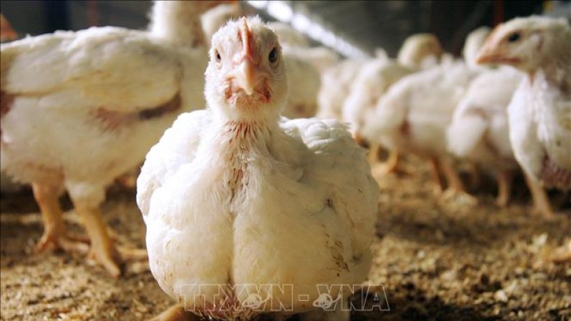 Công ty Anh biến lông gà thành món ăn Công ty Anh biến lông gà thành món ăn