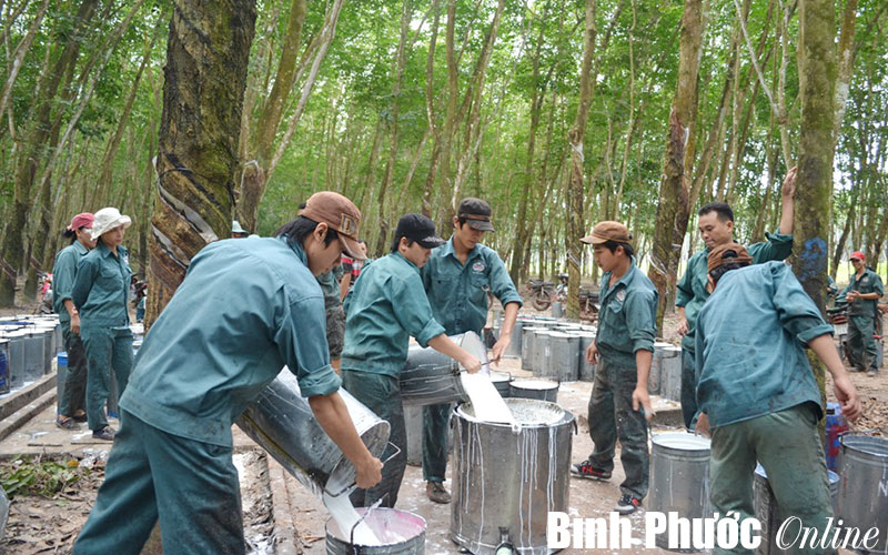 Công ty cao su Sông Bé phấn đấu khai thác 2.870 tấn mủ trong năm 2014 Công ty cao su Sông Bé phấn đấu khai thác 2.870 tấn mủ trong năm 2014