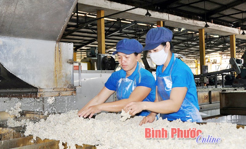 Công nhân cao su phấn khởi ra quân đầu năm Công nhân cao su phấn khởi ra quân đầu năm