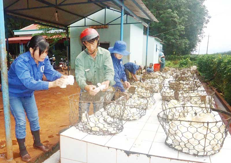 Nhiều nông trường vượt kế hoạch giai đoạn nước rút Nhiều nông trường vượt kế hoạch giai đoạn nước rút