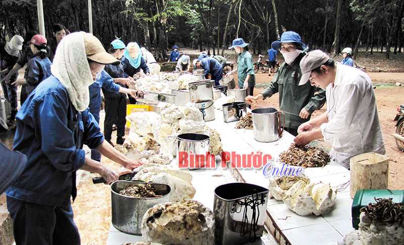 Năm 2017, Phú Riềng thu ngân sách ước 512 tỷ đồng Năm 2017, Phú Riềng thu ngân sách ước 512 tỷ đồng
