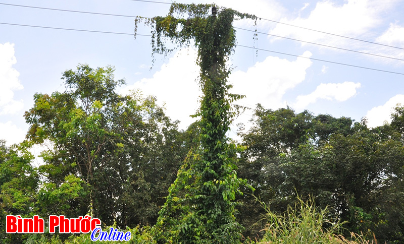 Cột điện biến thành “cây” Cột điện biến thành “cây”