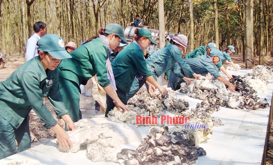 cs-dong-phu-213072020094205.jpg