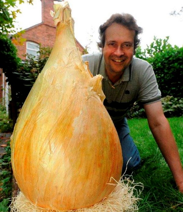 Ngỡ ngàng với củ hành tây kích thước khổng lồ, nặng gần 9kg Ngỡ ngàng với củ hành tây kích thước khổng lồ, nặng gần 9kg