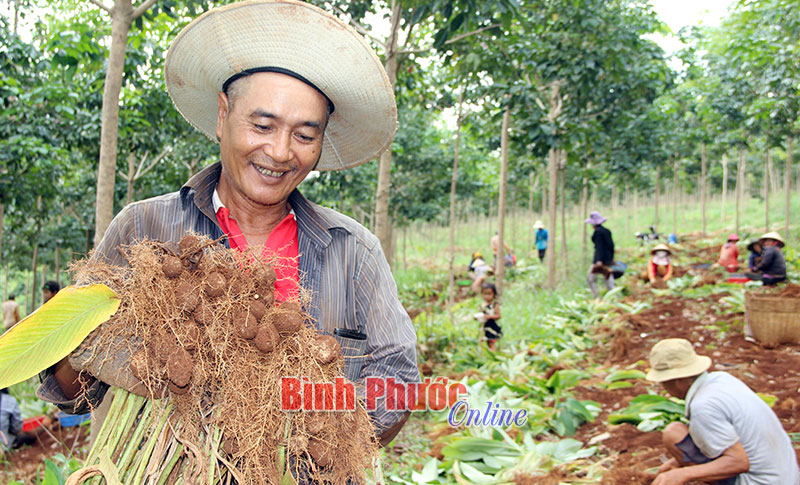 Củ lùn nhưng nhà nông phải “ngước nhìn” Củ lùn nhưng nhà nông phải “ngước nhìn”