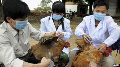 Sẵn sàng ứng phó dịch cúm A (H7N9) Sẵn sàng ứng phó dịch cúm A (H7N9)