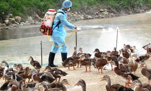 Thực hiện các biện pháp phòng, chống dịch, bệnh cúm gia cầm