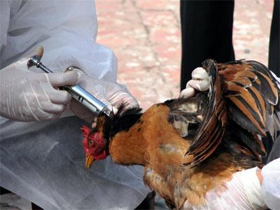 Tiêm phòng vắc-xin cúm gia cầm A/H5N1 miễn phí cho gà, vịt
