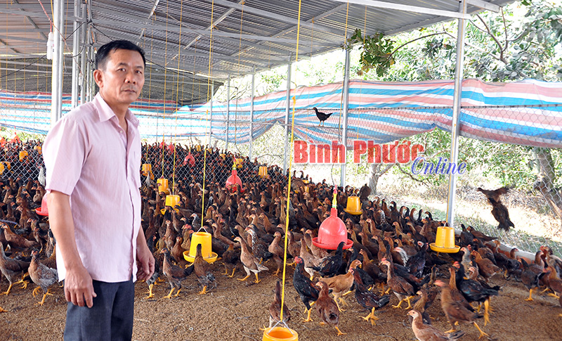 Cẩn trọng với dịch cúm H5N1 trên gia cầm Cẩn trọng với dịch cúm H5N1 trên gia cầm