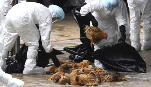 Dịch cúm gia cầm H5N1 xuất hiện ở Tân Hưng