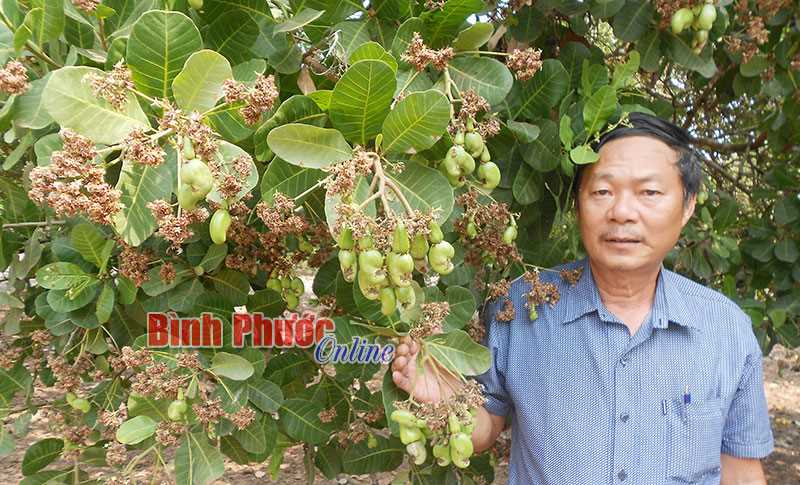 Cựu chiến binh Cao Trường Chinh làm kinh tế giỏi Cựu chiến binh Cao Trường Chinh làm kinh tế giỏi