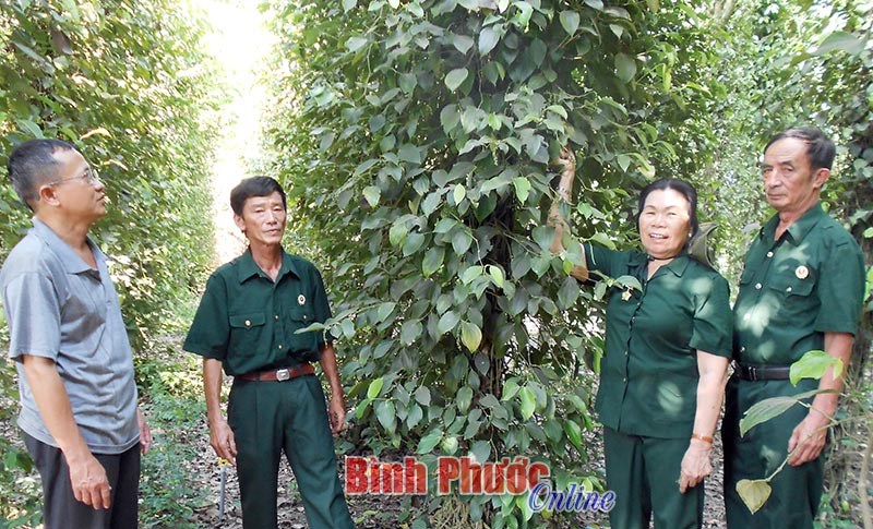 Cựu chiến binh Đồng Phú giúp nhau phát triển kinh tế Cựu chiến binh Đồng Phú giúp nhau phát triển kinh tế
