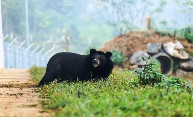 Những cá thể gấu đầu tiên bước ra tự nhiên sau gần 20 năm bị nuôi nhốt Những cá thể gấu đầu tiên bước ra tự nhiên sau gần 20 năm bị nuôi nhốt