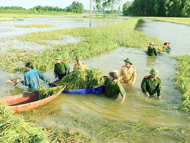 Hơn 400 cảnh sát, quân nhân lội nước “cứu” lúa giúp dân Hơn 400 cảnh sát, quân nhân lội nước “cứu” lúa giúp dân