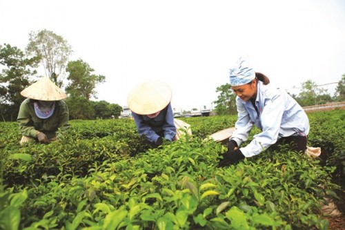 Trồng cây ca cao nằm trong chương trình cho vay thí điểm phục vụ phát triển nông nghiệp Trồng cây ca cao nằm trong chương trình cho vay thí điểm phục vụ phát triển nông nghiệp