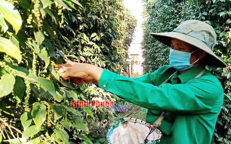 Đa dạng hóa sản phẩm từ hồ tiêu