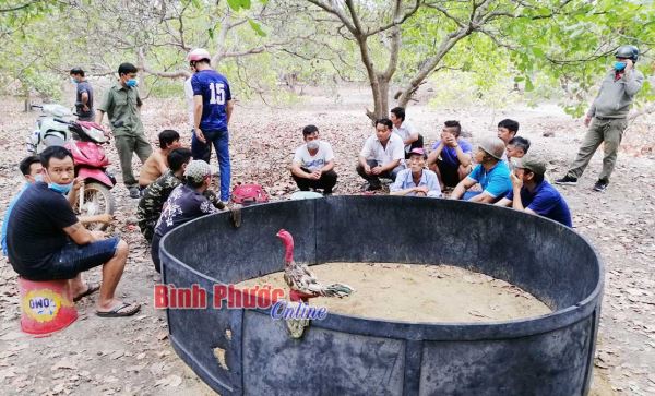 Phá trường gà trong vườn điều, tạm giữ 15 đối tượng Phá trường gà trong vườn điều, tạm giữ 15 đối tượng
