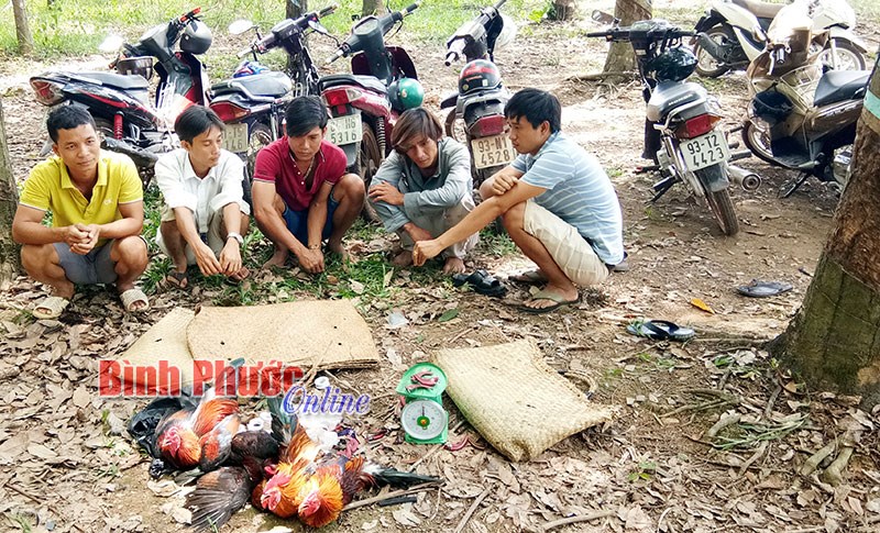 Phá tụ điểm đá gà ăn tiền nhờ “tai mắt” nhân dân Phá tụ điểm đá gà ăn tiền nhờ “tai mắt” nhân dân