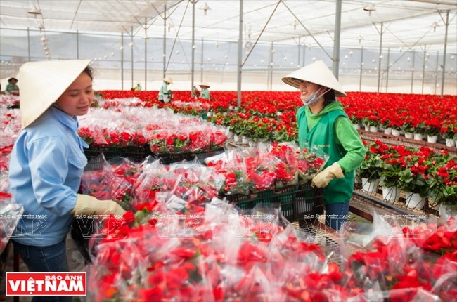 Ngỡ ngàng công nghệ trồng hoa màu không đâu có của Đà Lạt