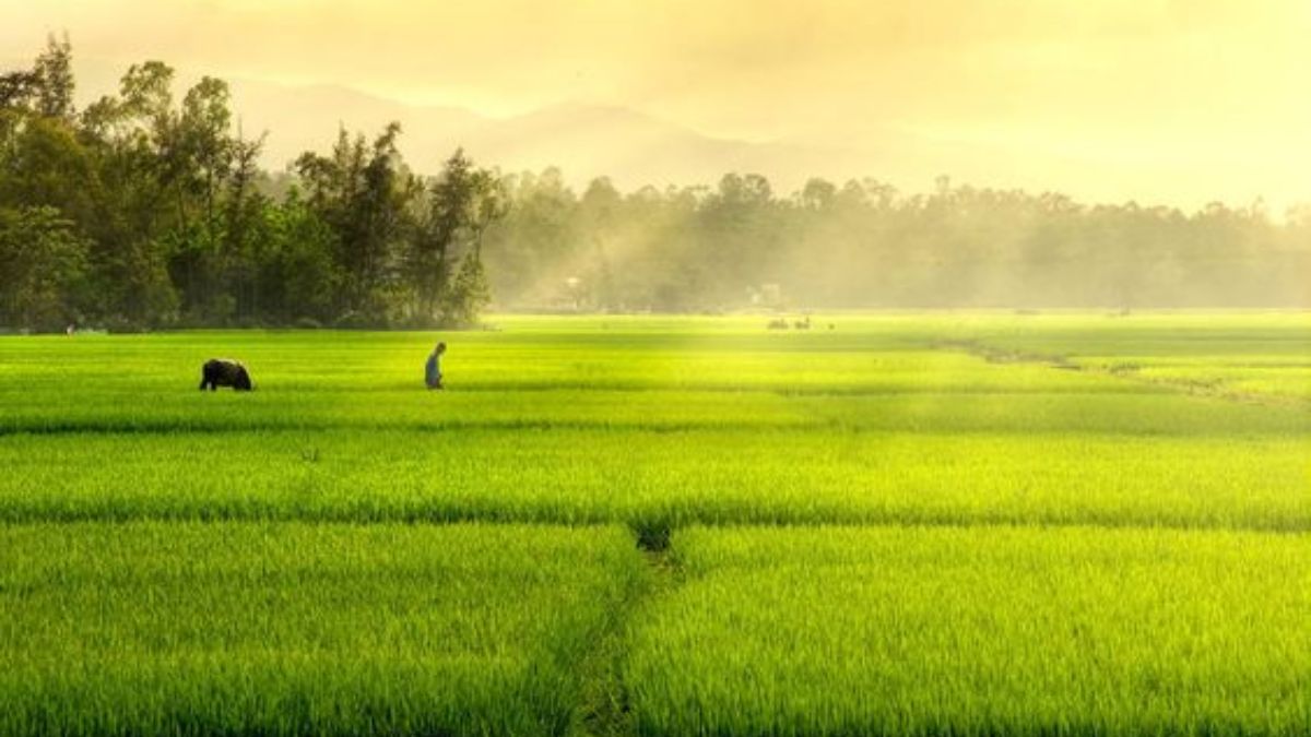 Đậm sâu hai tiếng “quê hương”