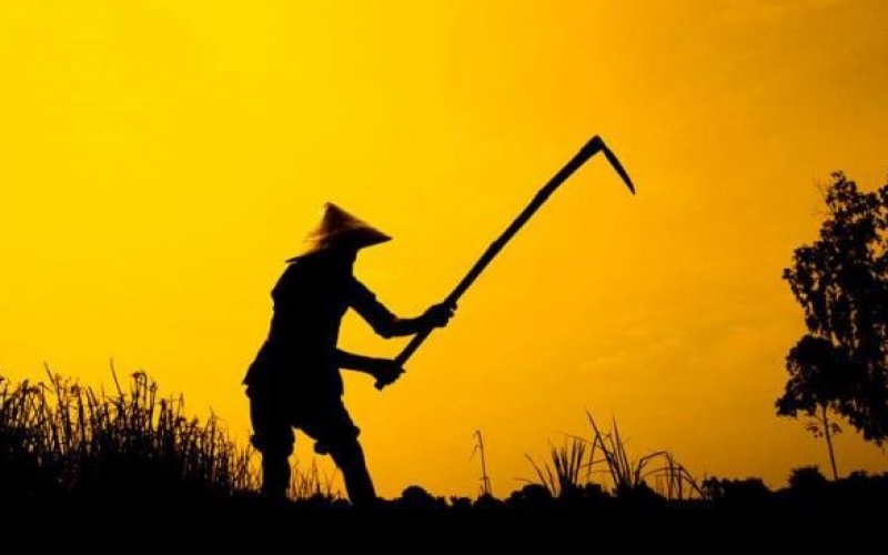 Dáng mẹ trên đồng