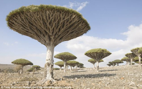 Đảo Socotra kỳ lạ Đảo Socotra kỳ lạ