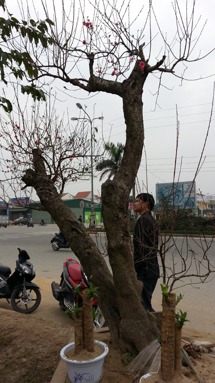 daocothu3.JPG