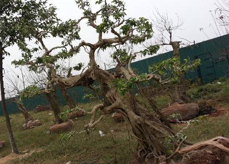 daocothu8.JPG