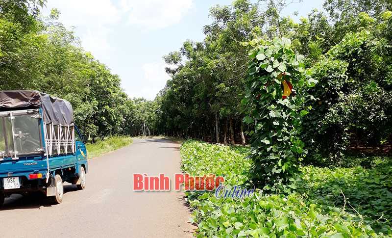 Đã phát quang dây leo che kín biển báo